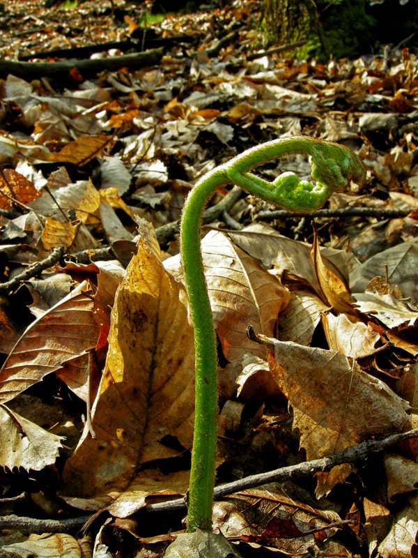 Pteridium aquilinum / Felce aquilina